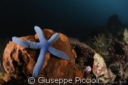 Blue star by Giuseppe Piccioli 